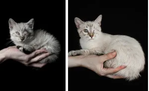The Impact An Adoption Can Have On An Unlucky Animal
