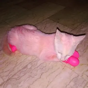 Fresh Milk The Cat
