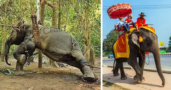TripAdvisor Will Stop Selling Tickets To Places That Hurt Animals