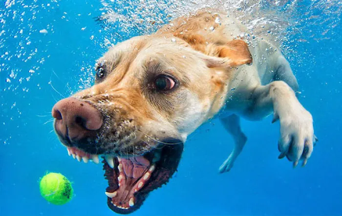 Underwater Dog