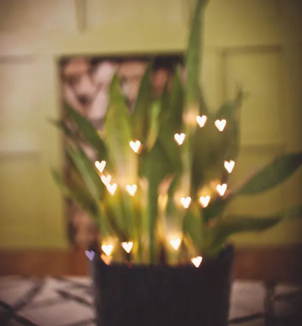 Blurry plant with heart-shaped bokeh lights, illustrating photography's deceptive magic.