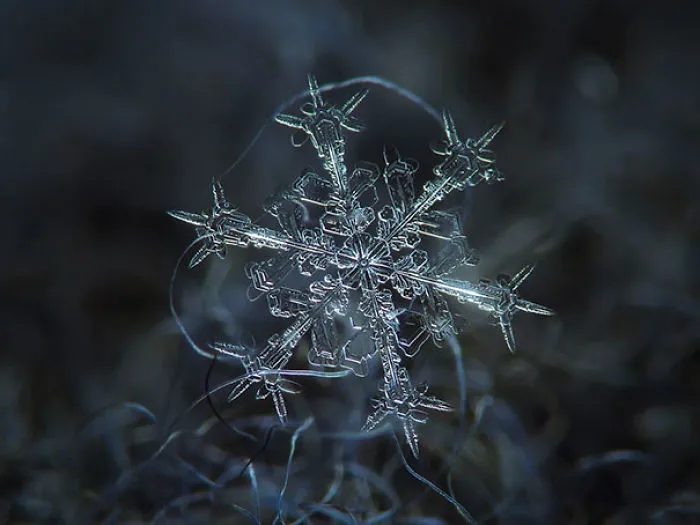 Close-ups Of Snowflakes