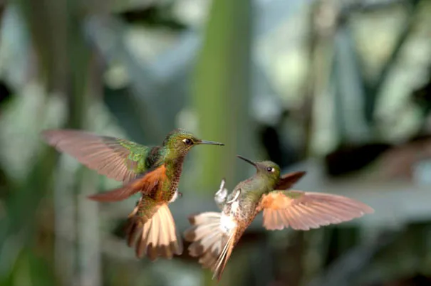 Two vibrant hummingbirds in mid-air, showcasing the beauty and illusion of photography.
