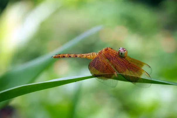 Dragonfly perched on a leaf, illustrating how photography can be deceptive with its detail and composition.
