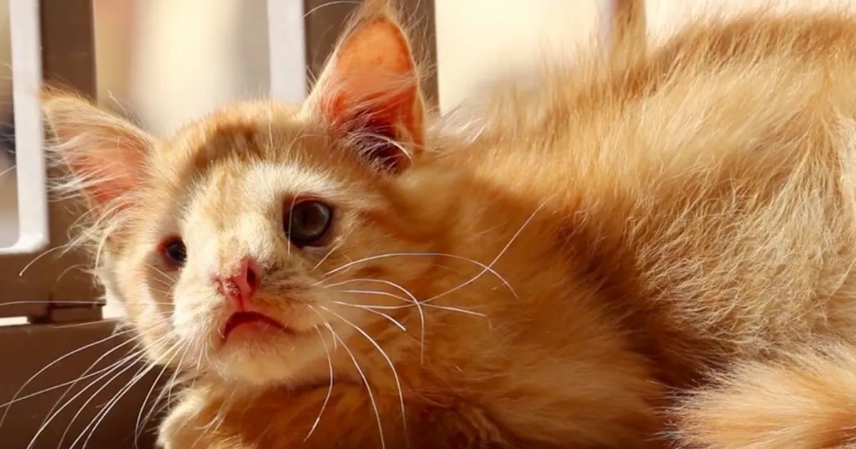 Este gato fue abandonado por ser "muy feo", pero al fin encontró a alguien que vio su belleza