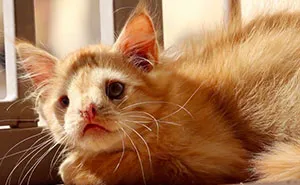 Cat Abandoned For Being 'Too Ugly', Finally Finds Someone Who Saw His Beauty