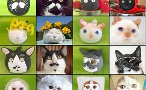 Internet Cat Pumpkins