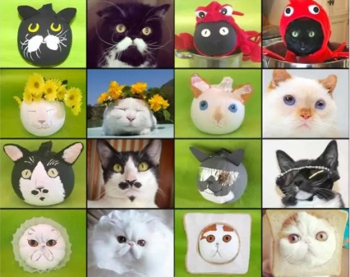 Internet Cat Pumpkins