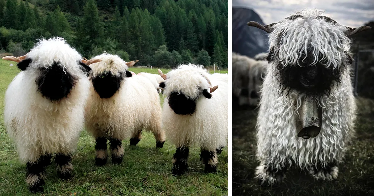 Nadie se pone de acuerdo en si estas ovejas son adorables o terroríficas
