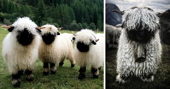 People Can't Agree Whether These Sheep Are Cute Or Terrifying