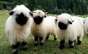 People Can't Agree Whether These Sheep Are Cute Or Terrifying