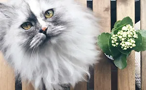 29 Cutest Cats In The World: Purr-fect List For Whiskered Wonder
