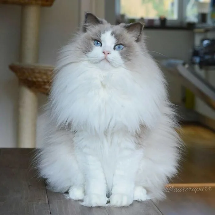 Fluffy cat with blue eyes and white fur sitting indoors, showcasing one of the cutest cats in the world.