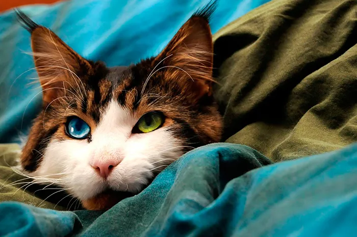 Cat with heterochromia, nestled in blue and green blankets, showcasing its unique blue and green eyes.