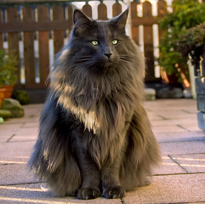 Fluffy gray cat with green eyes sitting on a patio, showcasing one of the cutest cats in the world.
