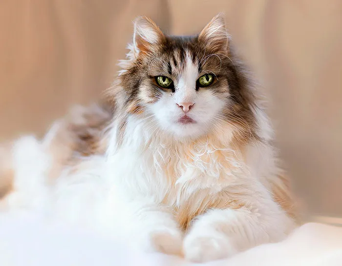 Fluffy, long-haired cat with green eyes, lounging elegantly on a soft surface, embodying the cutest cats in the world.
