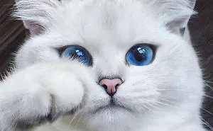 29 Cutest Cats In The World: Purr-fect List For Whiskered Wonder