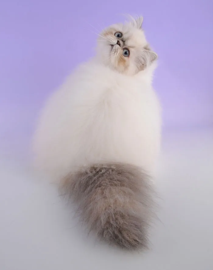 Fluffy white cat with blue eyes sitting on a purple background, showcasing one of the cutest cats in the world.