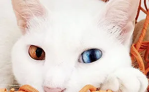 29 Cutest Cats In The World: Purr-fect List For Whiskered Wonder