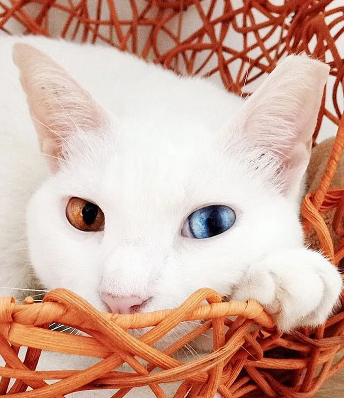 Xiaomao Has Gorgeous Eyes