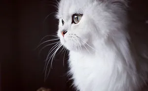 29 Cutest Cats In The World: Purr-fect List For Whiskered Wonder