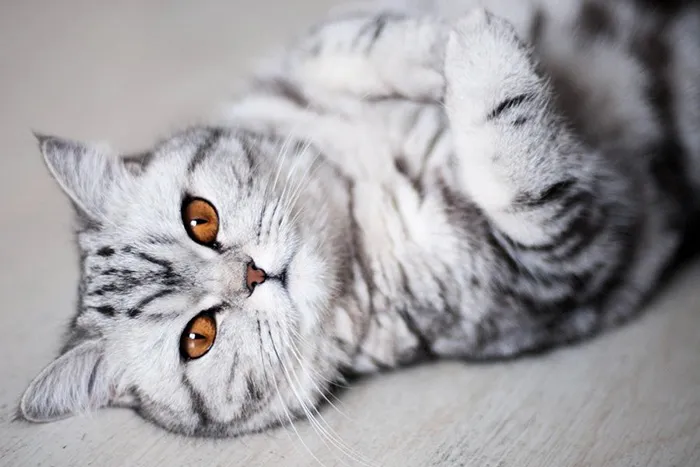 Gray striped cat lying down, looking at the camera with amber eyes, representing one of the cutest cats in the world.