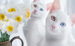 29 Cutest Cats In The World: Purr-fect List For Whiskered Wonder