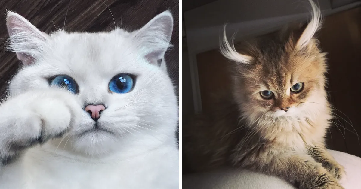 29 Cutest Cats In The World: Purr-fect List For Whiskered Wonder