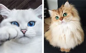 29 Cutest Cats In The World: Purr-fect List For Whiskered Wonder