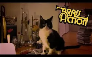 Aging Cats Prove They Still Know How To Rock