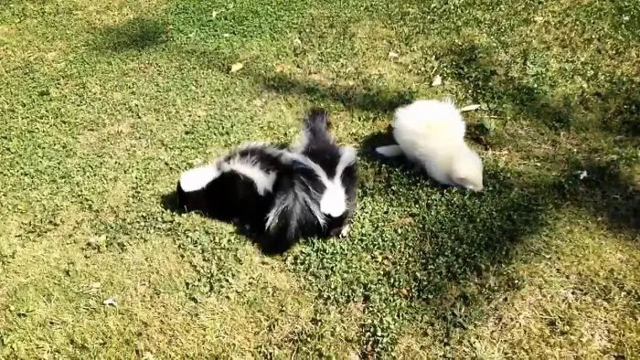 Three Cute Little Skunks Go Outside For The First Time !