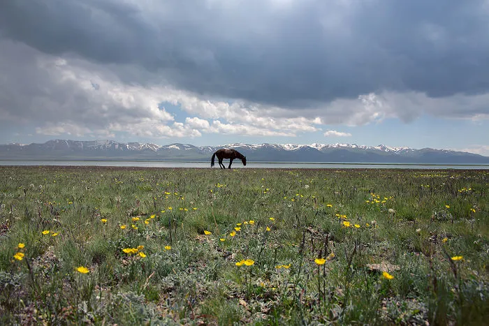 Peacefulness And Harmony At The Song-Köl Lake, Kyrgyzstan