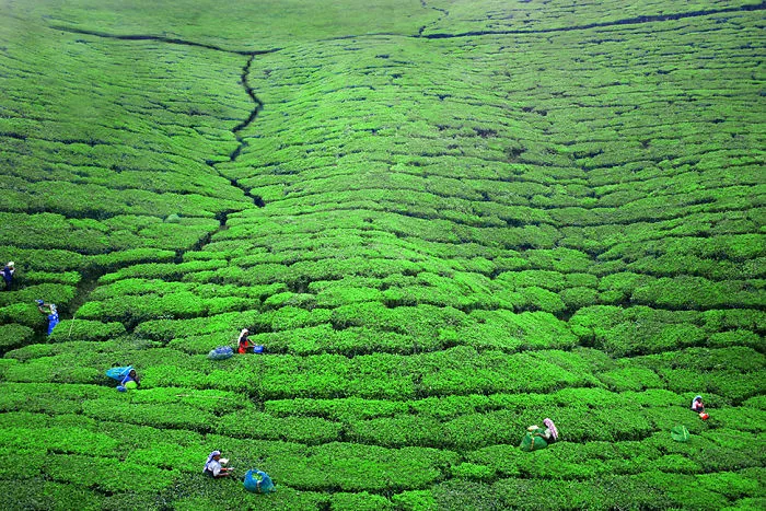 Women Are Working In The Tea Plantations Near Nuwara Eliya, Sri Lanka