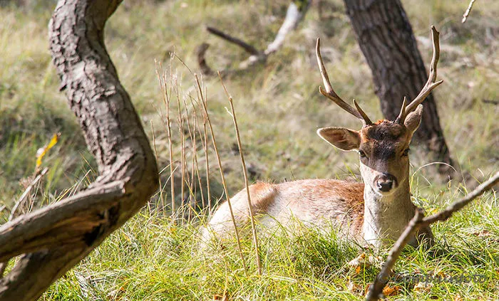 Fallow Deers In The Wild In Holland