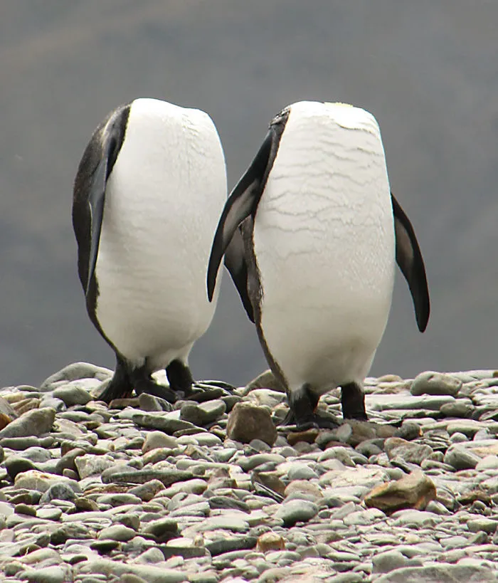 Comedy Wildlife Photography Awards 2016 Finalists