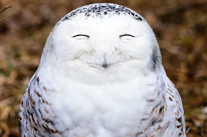 Comedy Wildlife Photography Awards 2016 Finalists