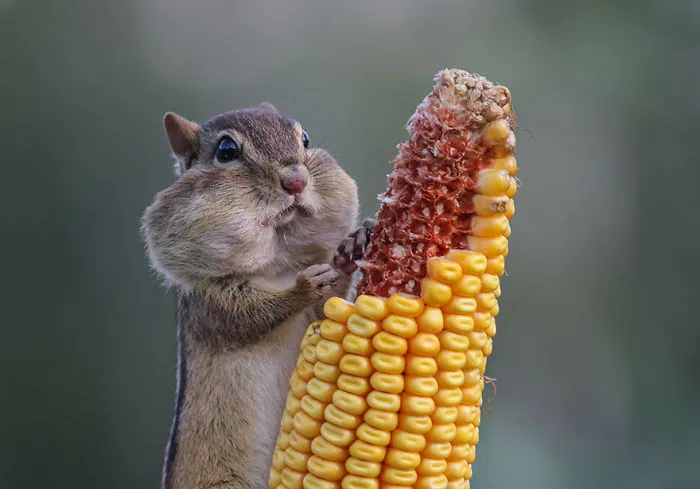 Comedy Wildlife Photography Awards 2016 Finalists