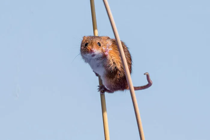 Comedy Wildlife Photography Awards 2016 Finalists