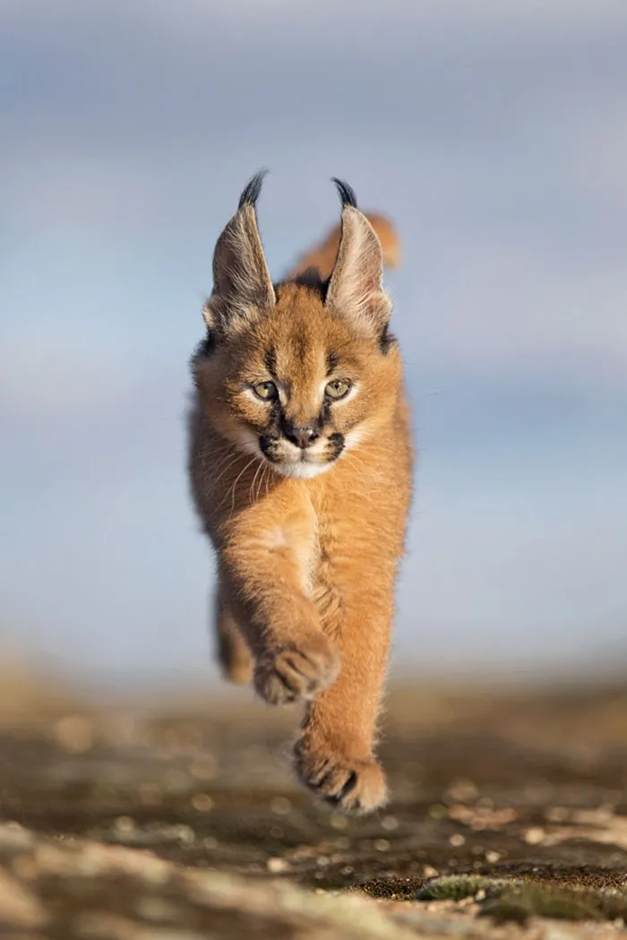 Is This The Cutest Cat Species Ever?