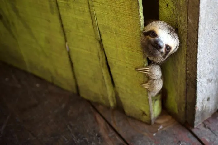 100 Unbearably Cute Sloth Pics To Celebrate The International Sloth Day