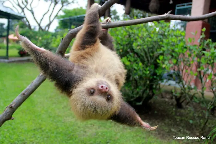 100 Unbearably Cute Sloth Pics To Celebrate The International Sloth Day