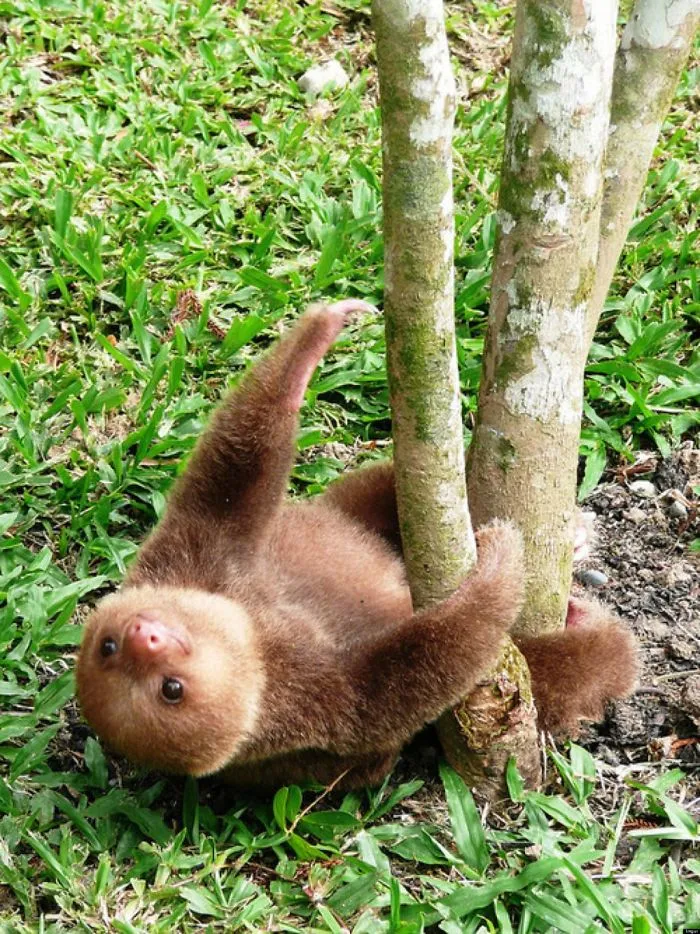 100 Unbearably Cute Sloth Pics To Celebrate The International Sloth Day