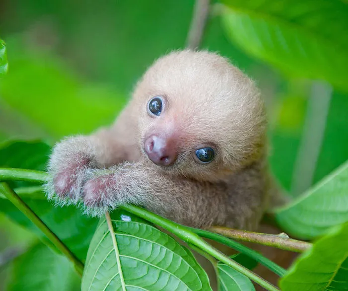100 Unbearably Cute Sloth Pics To Celebrate The International Sloth Day