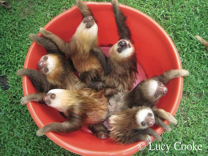 100 Unbearably Cute Sloth Pics To Celebrate The International Sloth Day