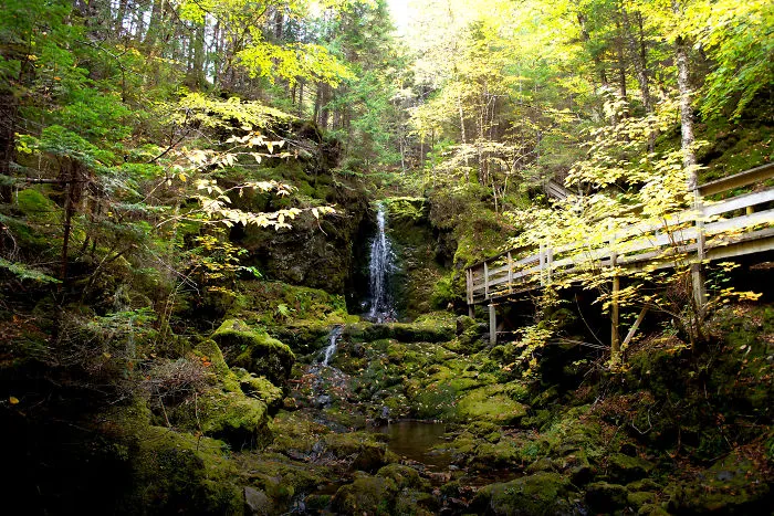 Canada - Indian Summer Forest