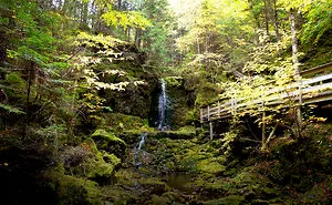 Canada - Indian Summer Forest