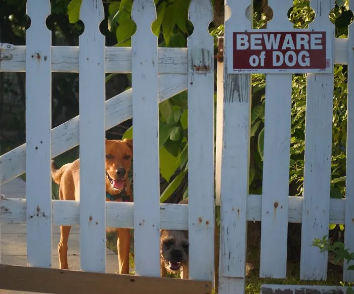 47 Dangerous Dogs Behind Beware Of Dog" Signs"