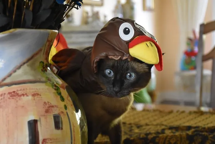 Gobble Gobble