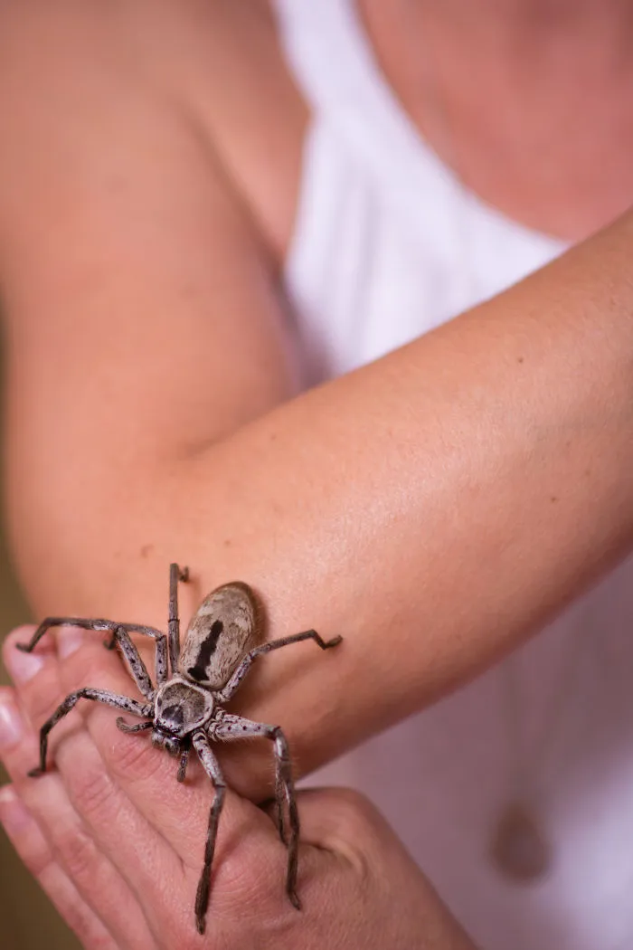Meet The Steve Irwin Of The Spider World