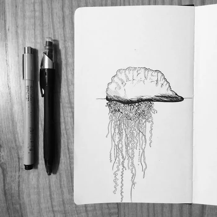 My Fav. Cnidaria